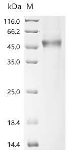 Recombinant Human Secreted and transmembrane protein 1 (SECTM1), partial
