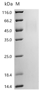 Recombinant Human ICOS ligand (ICOSLG), partial