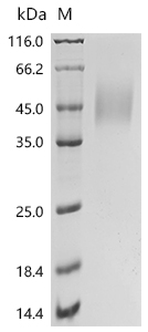 Recombinant Human CD226 antigen (CD226), partial, Biotinylated