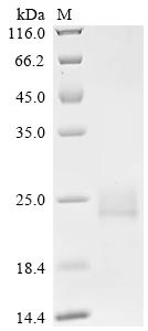 Recombinant Mouse Interferon alpha-4 (Ifna4)