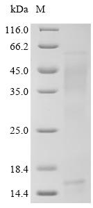 Recombinant Rat Beta-nerve growth factor (Ngf)