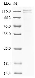Recombinant Human Caprin-1 (CAPRIN1)