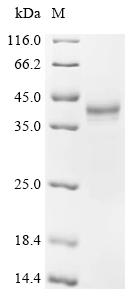 Recombinant Anguilla japonica Ventricular natriuretic peptide (vnp)
