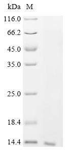 Recombinant Apis mellifera Allergen Api m 6.03 / Api m 6.04