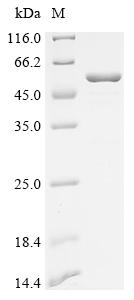 Recombinant Human Replication protein A 32 kDa subunit (RPA2), partial