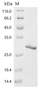 Recombinant Mouse Cold-inducible RNA-binding protein (Cirbp)