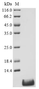 Recombinant Rat Apelin (Apln), partial