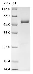 Recombinant Human Transcriptional enhancer factor TEF-1 (TEAD1)