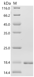 Recombinant Chicken Fibroblast growth factor 1 (FGF1)
