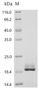 Recombinant Sheep Fibroblast growth factor 2 (FGF2)