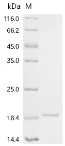 Recombinant Mouse Interleukin-36 gamma (Il36g)