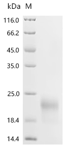 Recombinant Macaca fascicularis Jacalin-type lectin domain-containing protein, partial