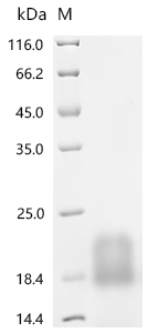 Recombinant Human Myosin regulatory light chain 12A(MYL12A)