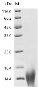 Recombinant Dendroaspis angusticeps Natriuretic peptide DNP