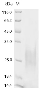 Recombinant Anguilla japonica Ventricular natriuretic peptide (vnp)