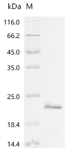 Recombinant Human Bone morphogenetic protein 4(BMP4)