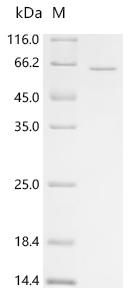 Recombinant Human L-amino-acid oxidase (IL4I1), partial