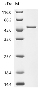 Recombinant Mouse Adenosine deaminase (Ada)