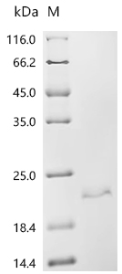 Recombinant Rat Inhibin beta E chain (Inhbe)