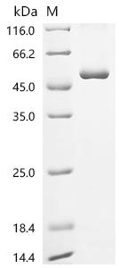 Recombinant Human Uncharacterized protein C8orf76 (C8orf76)