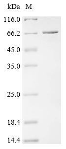 Recombinant Escherichia coli Alpha,alpha-phosphotrehalase