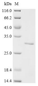 Recombinant Salmo salar Prolactin (prl)