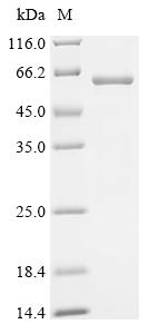 Recombinant Mouse Neurotrimin (Ntm)