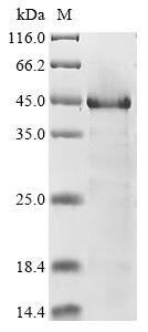 Recombinant Human Neuroendocrine secretory protein 55 (GNAS)