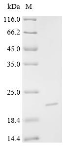 Recombinant Bos indicus x Bos taurus Kappa-casein, partial