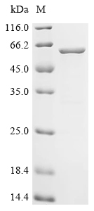 Recombinant Human Actin-related protein 2/3 complex subunit 2 (ARPC2), partial