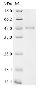 Recombinant Mouse Interleukin-1 receptor-like 2 (Il1rl2), partial