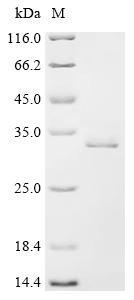 Recombinant Human Transcriptional enhancer factor TEF-1 (TEAD1), partial