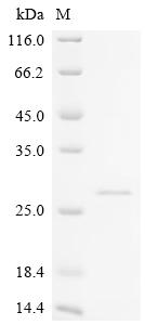 Recombinant Bos indicus x Bos taurus Kappa-casein, partial
