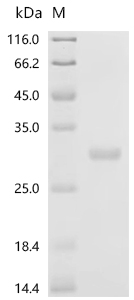 Recombinant Mouse Prolactin (Prl)