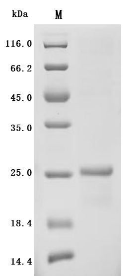 Recombinant Human Claudin-6(CLDN6)-Detergent (Active)
