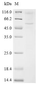 Recombinant Mouse 5-hydroxytryptamine receptor 2C (Htr2c)