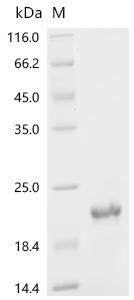 Recombinant Danio rerio Protein DVR-1 (dvr1)