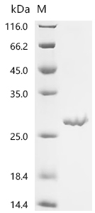 Recombinant Abrus precatorius Abrin-d, partial
