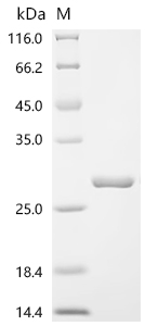 Recombinant Abrus precatorius Abrin-c, partial