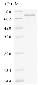 Recombinant Human Z-DNA-binding protein 1 (ZBP1)