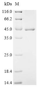 Recombinant Human F-box/LRR-repeat protein 2 (FBXL2)