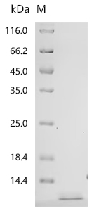 Recombinant Human Pro-epidermal growth factor (EGF), partial