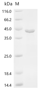 Recombinant Macaca fascicularis Renin (REN)