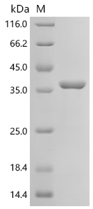 Recombinant Mycobacterium bovis Diacylglycerol acyltransferase/mycolyltransferase Ag85B (fbpB)