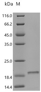 Recombinant Sheep Fibroblast growth factor 2 (FGF2)