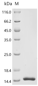 Recombinant Anguilla japonica Ventricular natriuretic peptide (vnp)