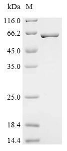 Recombinant Mycobacterium tuberculosis Uncharacterized protein Rv0647c
