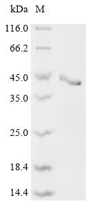 Recombinant Rat Stanniocalcin-2 (Stc2)
