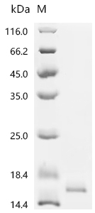 Recombinant Rabbit Interleukin-2 (IL2)