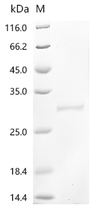 Recombinant Human cytomegalovirus Enhanced green fluorescent protein (egfp) (V164A,S176G)
